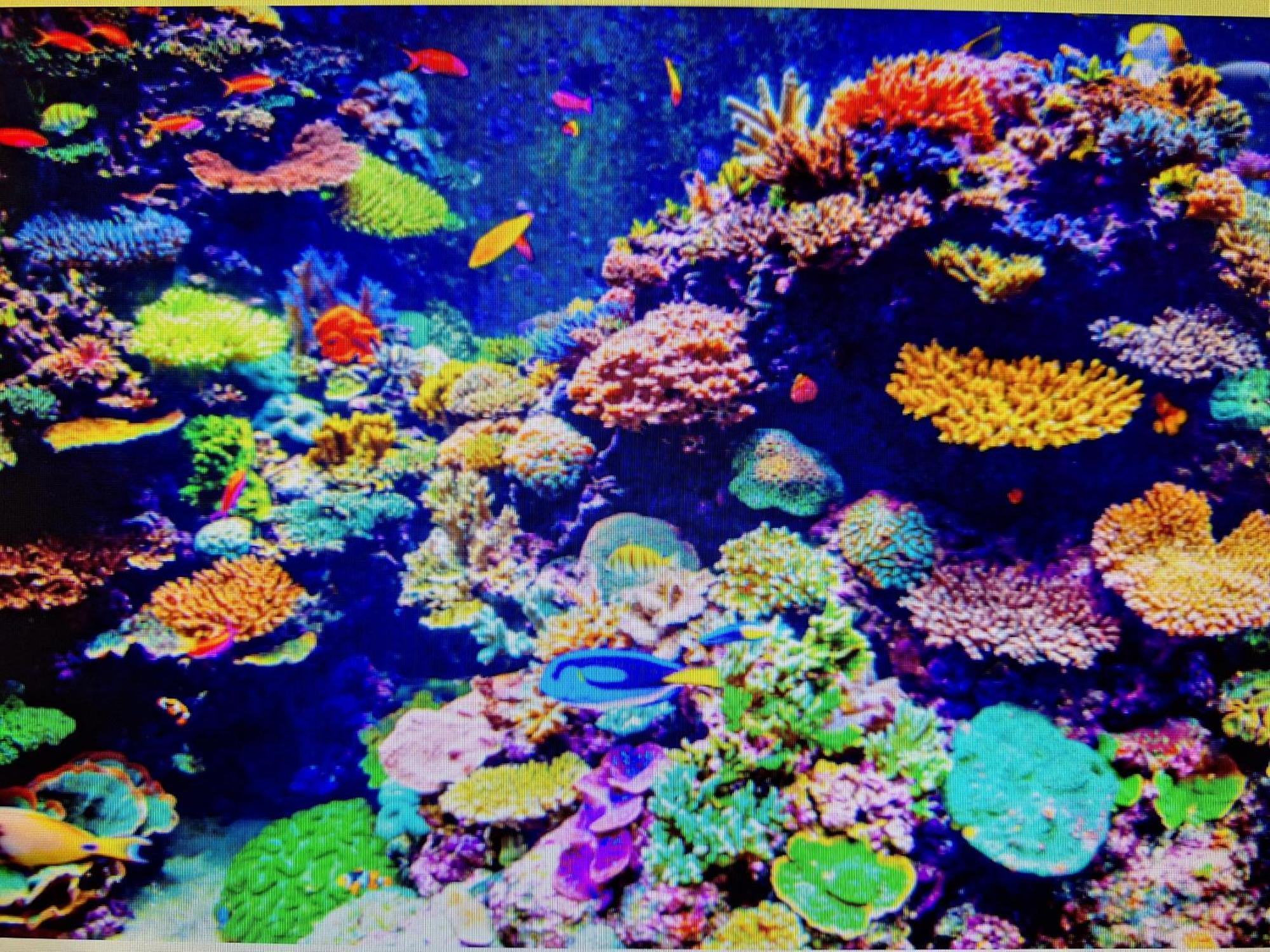 Coral Apartment Târgu-Mureş Exteriör bild